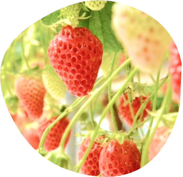 strawberry1